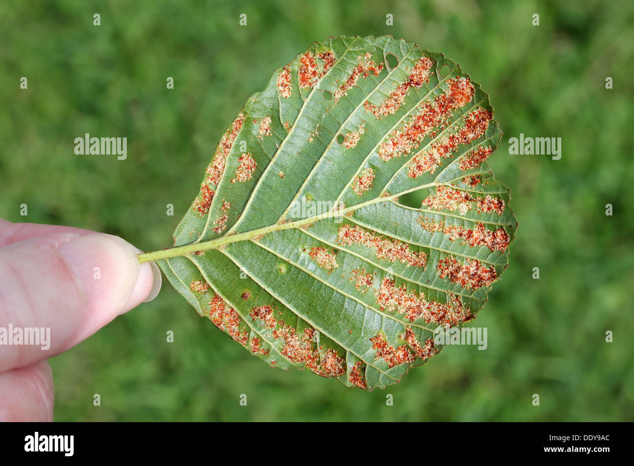 Mature Galls on Alder Alnus glutinosa leaves caused by the Gall Mite Acalitus brevitarsus a.k.a. Eriophyes brevitarsus Stock Photo