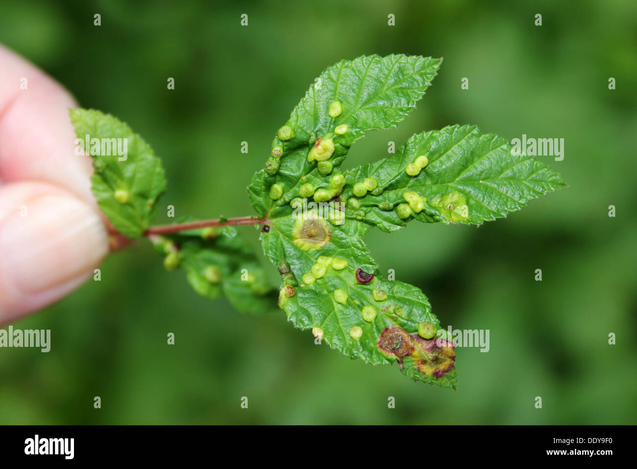 Gall midge hires stock photography and images Alamy