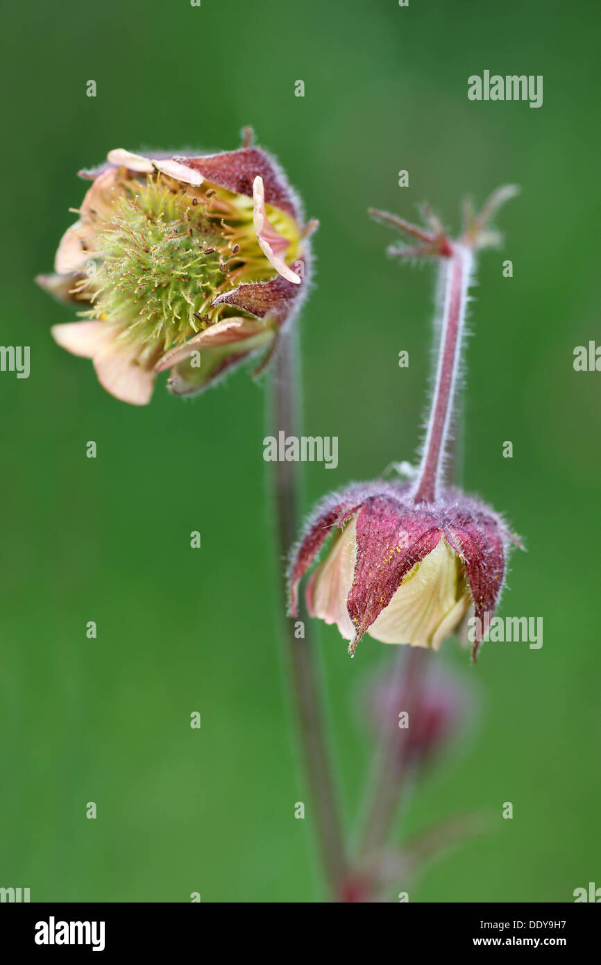 Water Avens Geum rivale Stock Photo