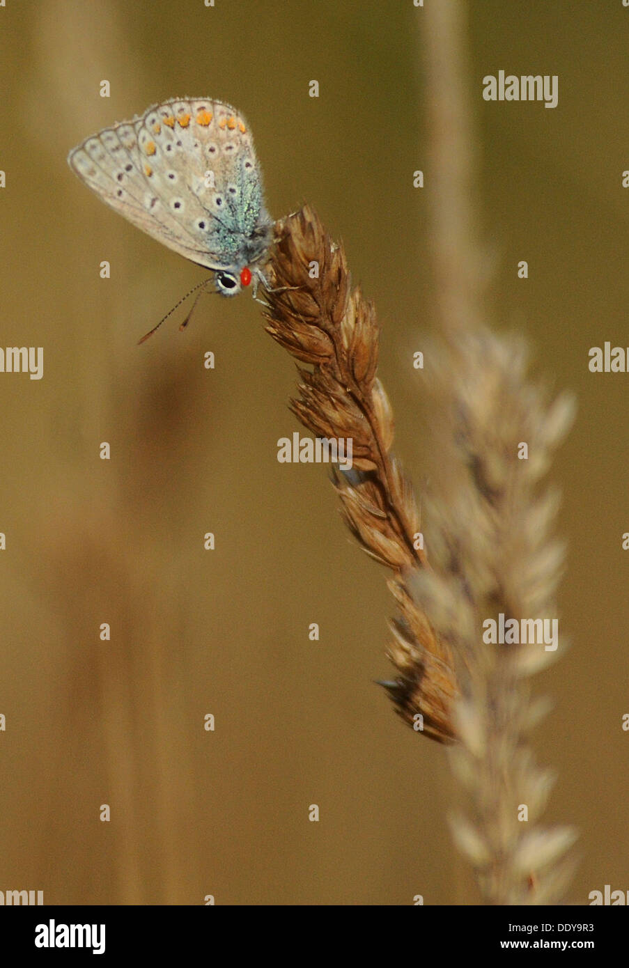 COMMON BLUE BUTTERFLY , POLYOMMATUS ICARUS, ON GRASSES AT PORTCHESTER, HANTS. AUGUST 2013 Stock Photo