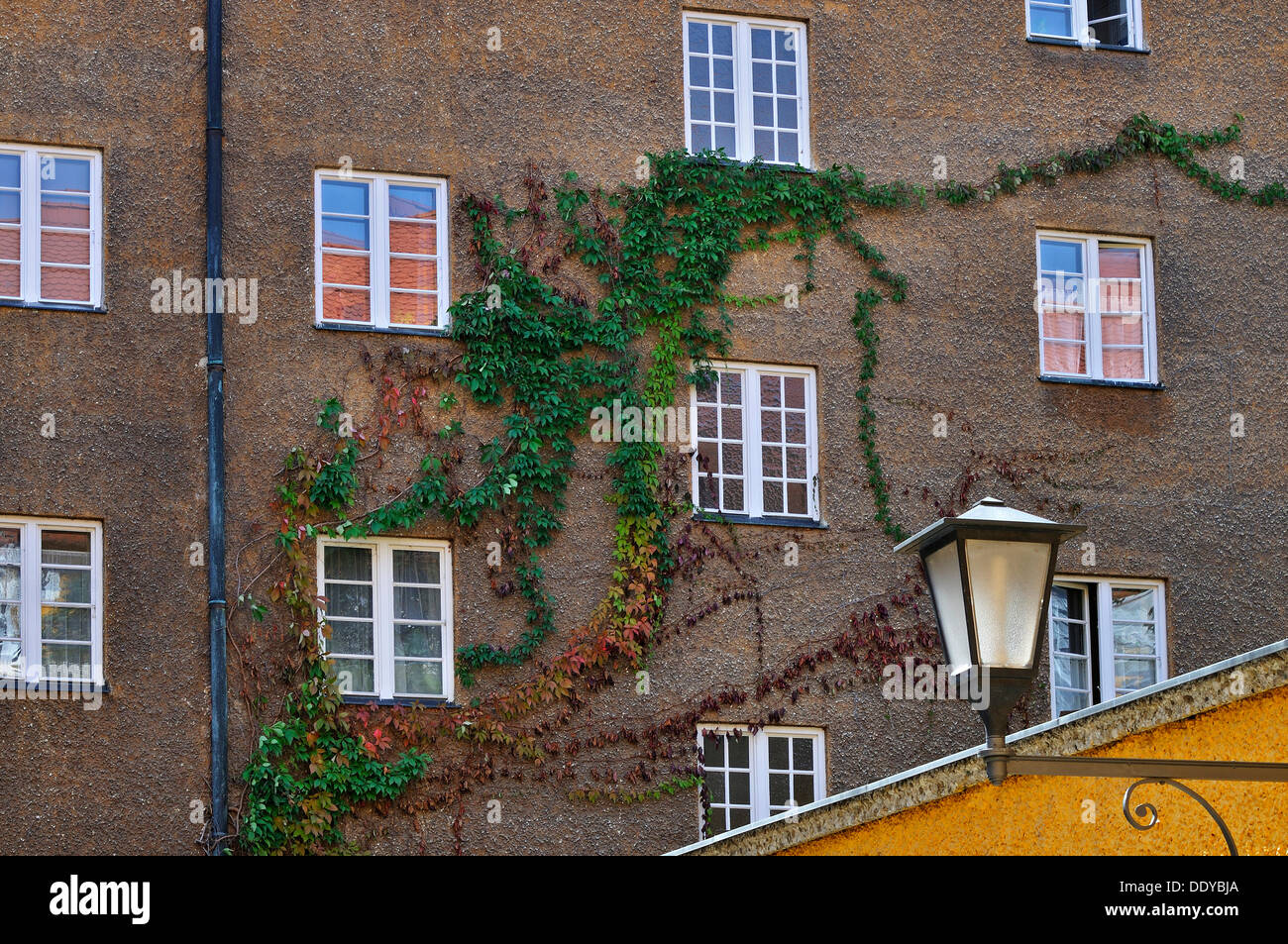 Virginia Creeper or Five-leaved Ivy (Parthenocissus quinquefolia) on a facade in the Borstei, a heritage protected residential Stock Photo