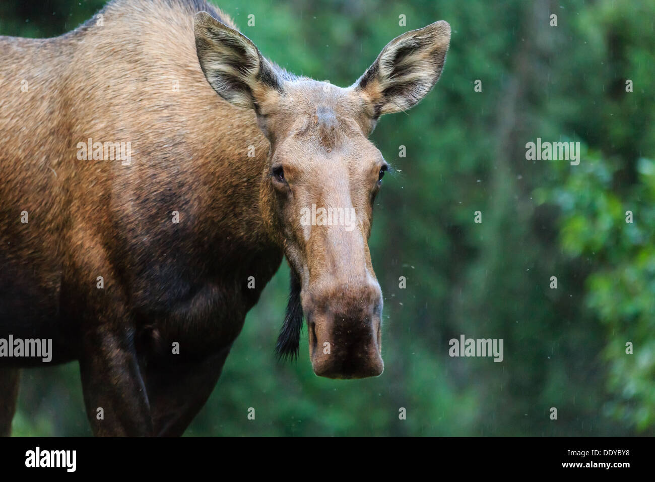 Female moose facing cameraman up- close on summer day in Alaska forest Stock Photo