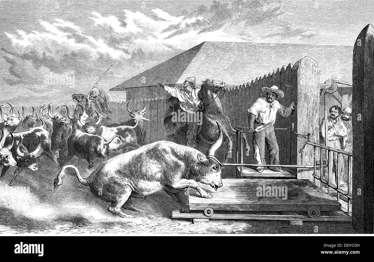 agriculture,livestock farming,cattle,slaughtering of cattle in a Saladero(factory for salted meat)in Argentina,wood engraving,2nd half 19th century,economy,animals,animal,people,men,man,Gouchos,slaughterhouse,abattoir,slaughterhouses,slaughter houses,abattoirs,industries,food,foodstuff,meat,meat factory,slaughterer,slaughterers,butcher,butchers,South America,cattle industry,livestock production,agriculture,livestock farming,stock farming,animal husbandry,slaughtering,slaughter,dreadnoughts,factory,factories,historic,his,Additional-Rights-Clearences-Not Available Stock Photo