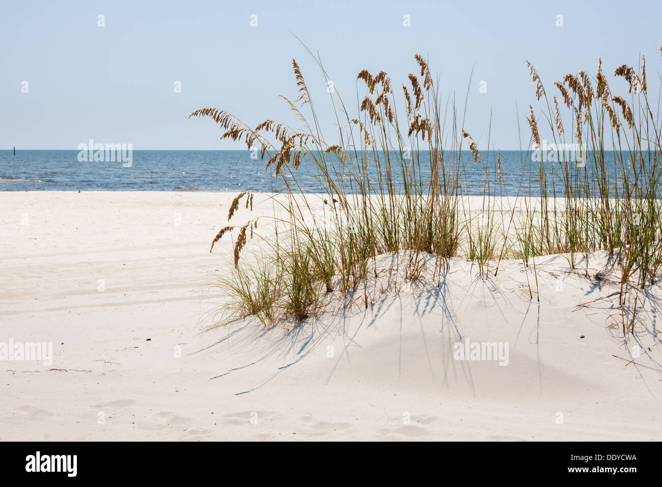 Sea oats provide erosion control on man made sand beach on the Gulf of Mexico at Gulfport and Biloxi Mississippi Stock Photo
