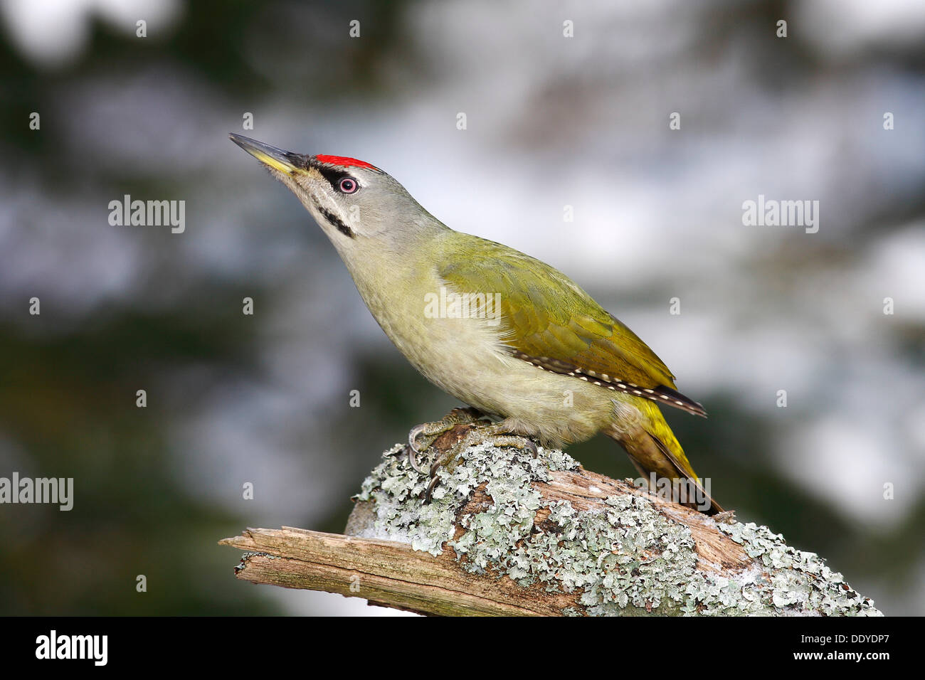 Grey-headed Woodpecker (Picus canus), male sitting on a lichen-covered tree trunk, looking attentively Stock Photo