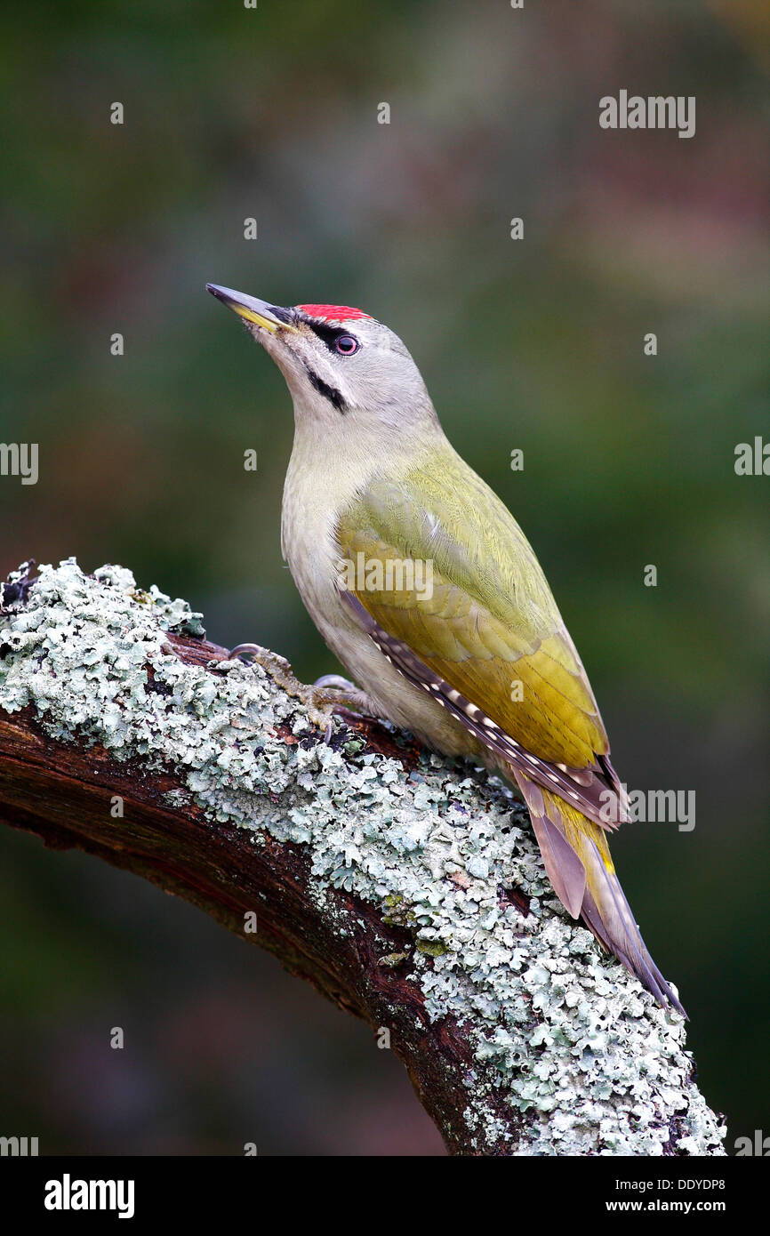 Grey-headed Woodpecker (Picus canus), male resting on a lichen-covered tree trunk Stock Photo