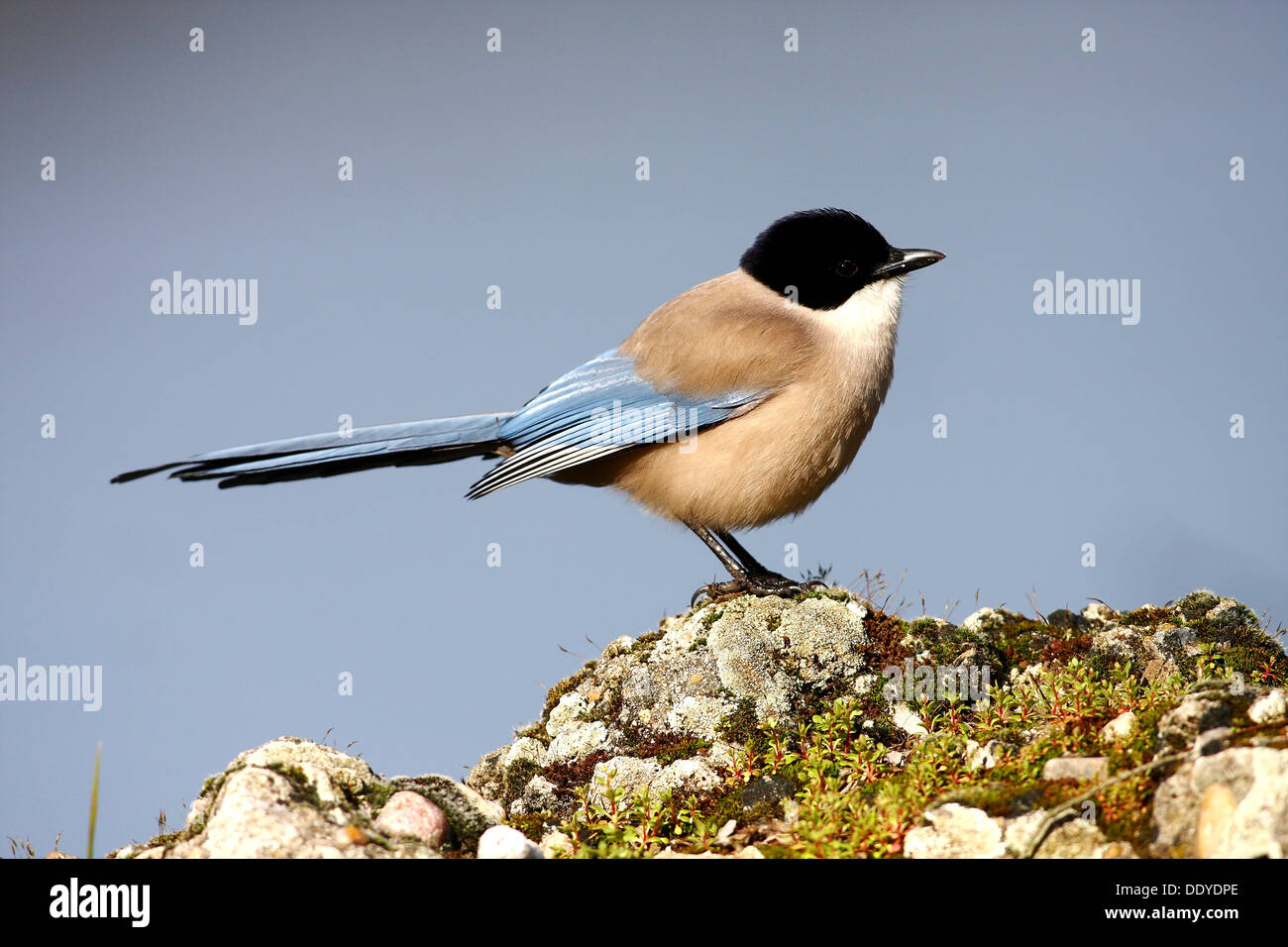 Blue Magpie (Cyanopica Cyana) sitting on moss-covered stone, Exdremadura, Spain, Europe Stock Photo