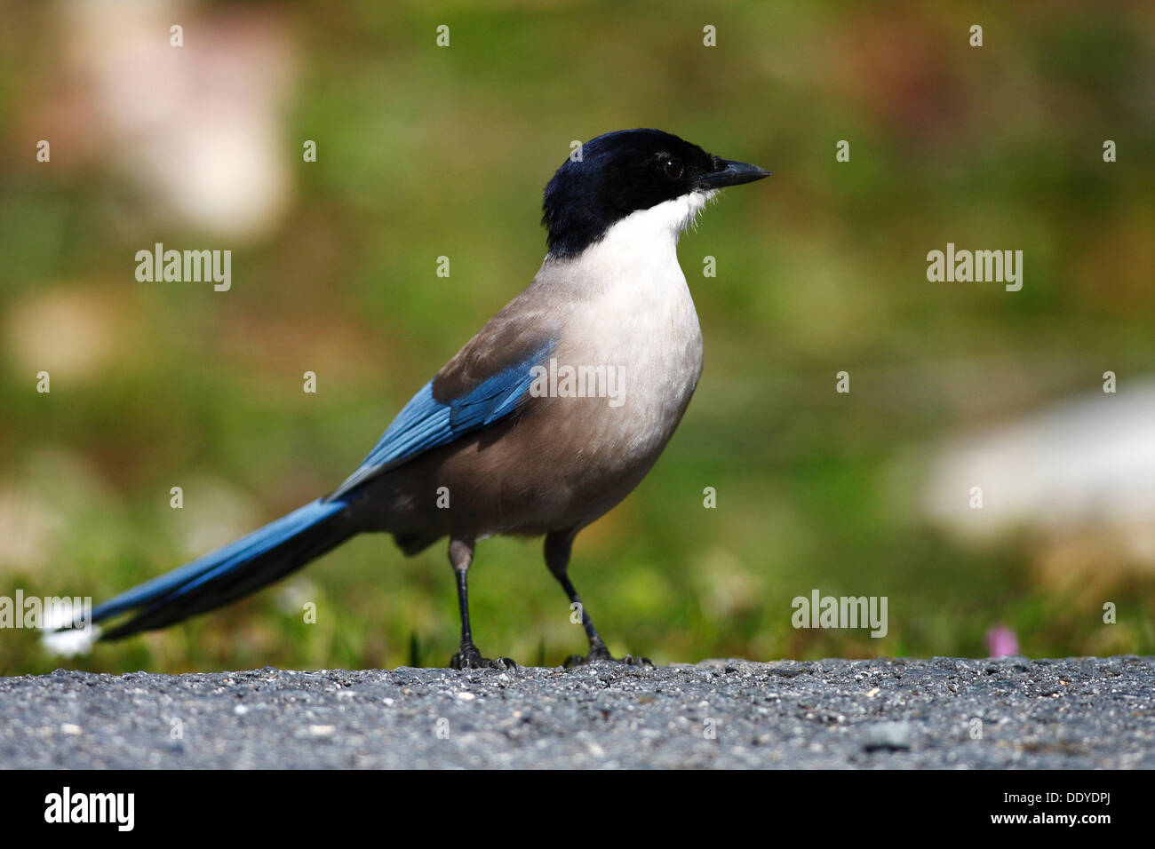 Azure-winged Magpie (Cyanopica cyana) sitting on road, Extremadura, Spain, Europe Stock Photo