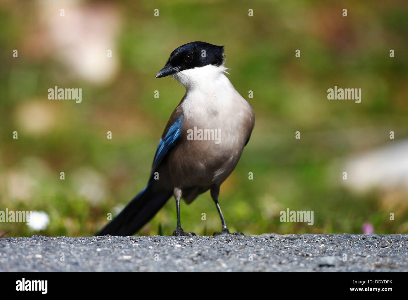 Azure-winged Magpie (Cyanopica cyana) sitting on road, Extremadura, Spain, Europe Stock Photo