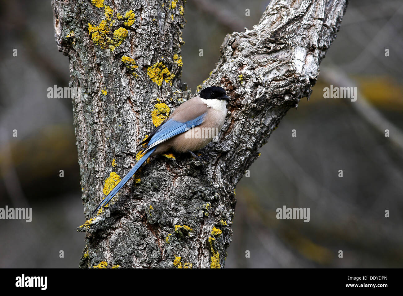 Blue Magpie (Cyanopica Cyana) sitting on moss-covered tree trunk, Extremadura, Spain, Europe Stock Photo