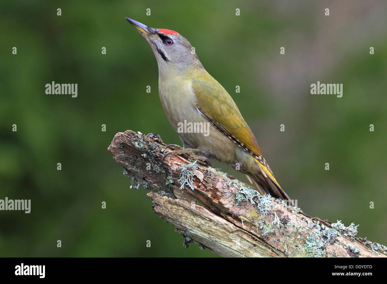Grey-headed Woodpecker (Picus canus), male keeping a lookout on a branch Stock Photo