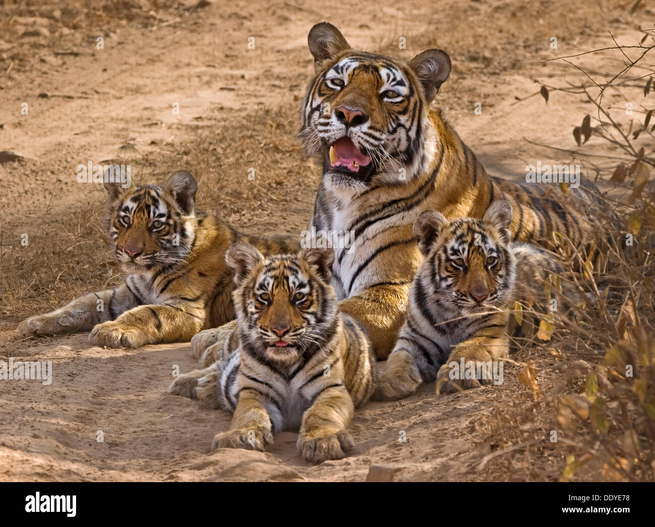 Tiger Cubs In The Wild