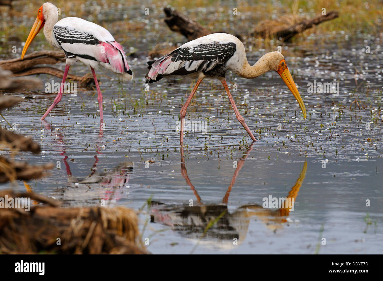 Two Painted Storks (Mycteria leucocephala) foraging in a lake in Ranthambore National Park, Rajasthan, India, Asia Stock Photo