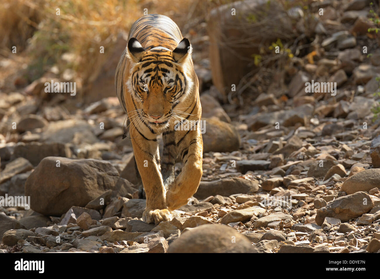 Wild Tiger (Panthera tigris) in his natural dry deciduous habitat in  Ranthambore Tiger Reserve, Ranthambore National Park Stock Photo - Alamy