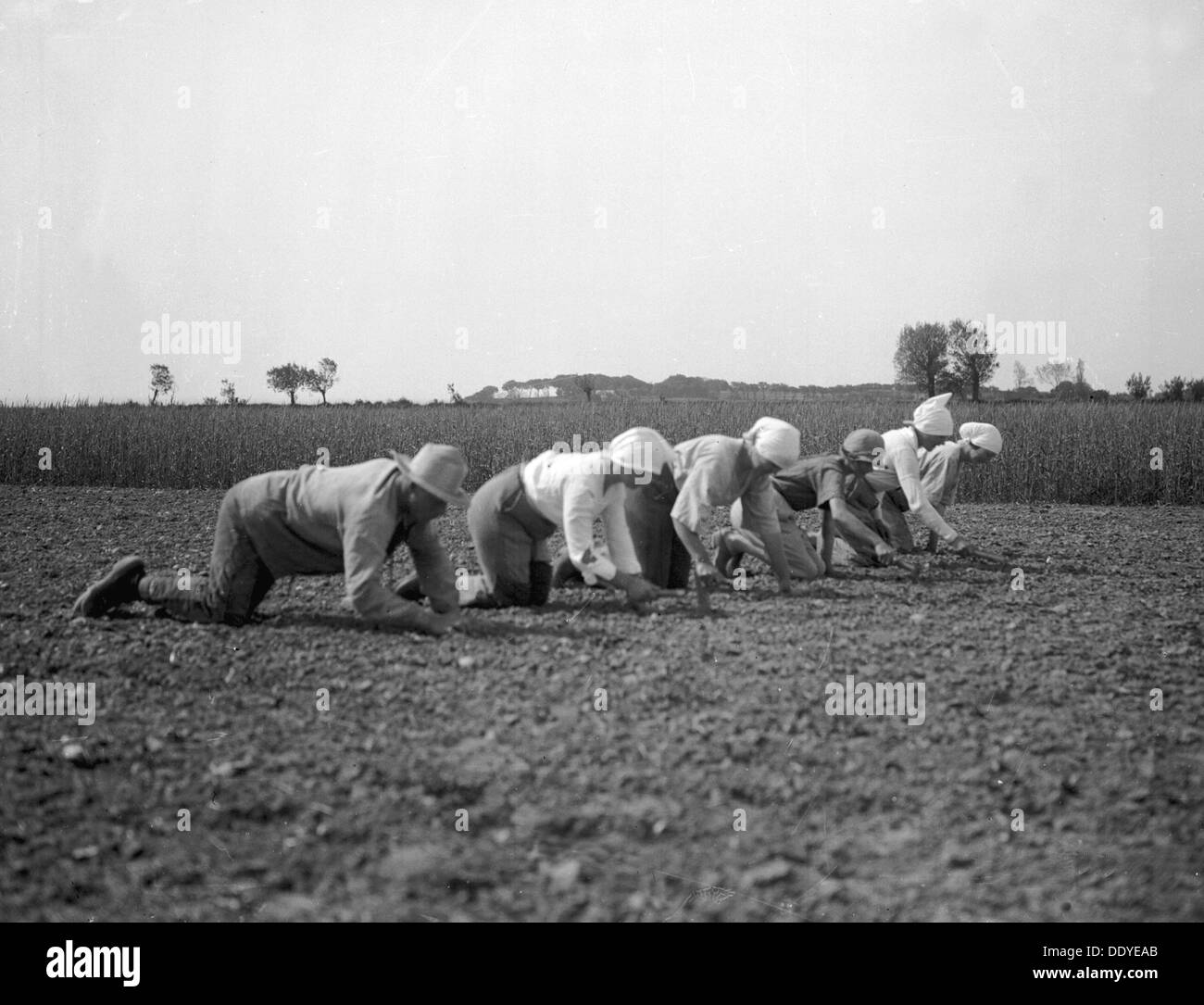 Thinning sugar beets, Isle of Ven, Sweden, 1925. Artist: Unknown Stock Photo