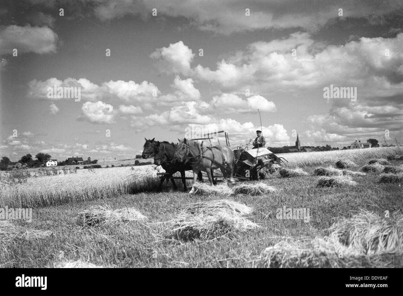 Harvesting a field with a reaper, Ven, Sweden, 1925. Artist: Unknown Stock Photo