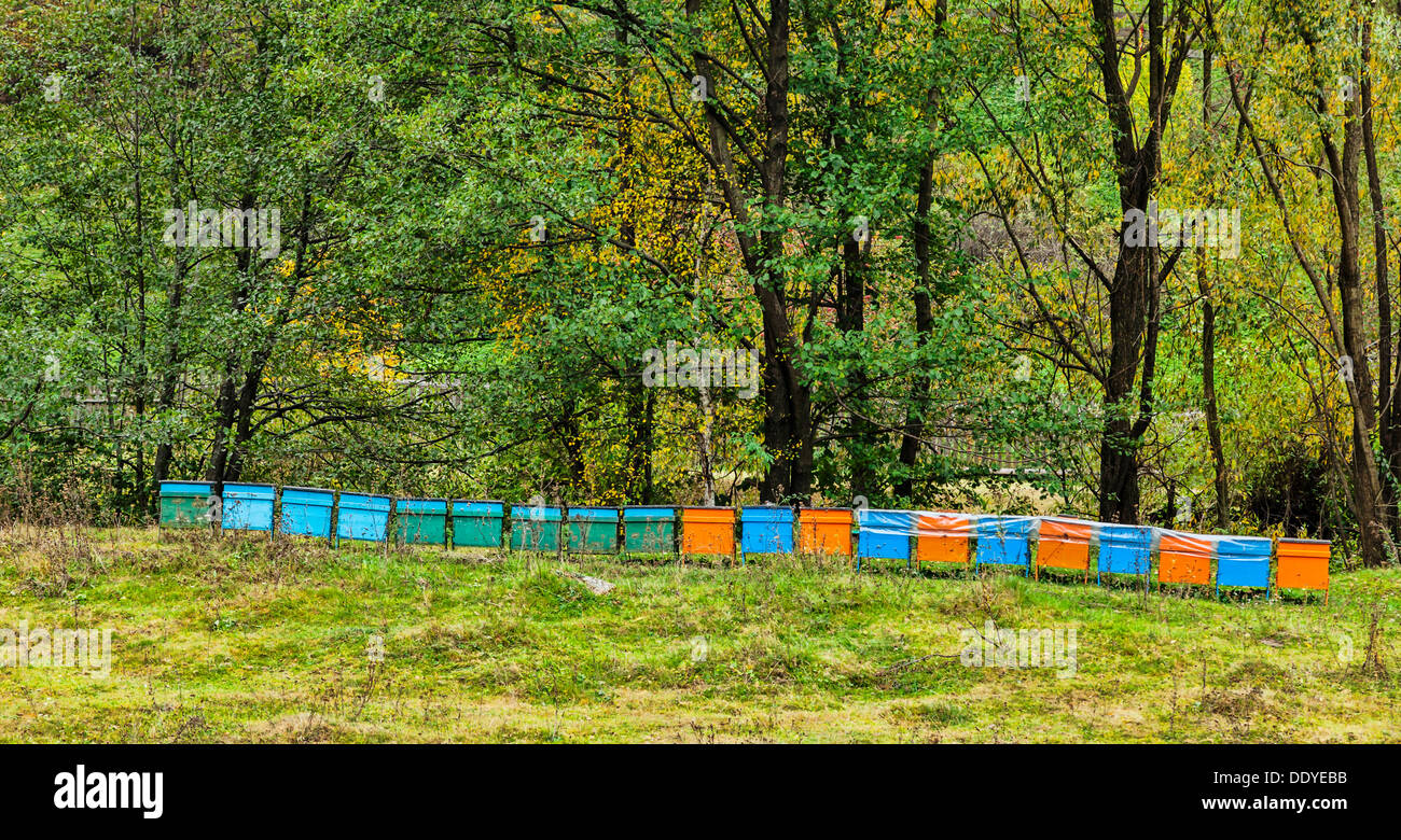 Row of beehives near a forest during the early autumn Stock Photo