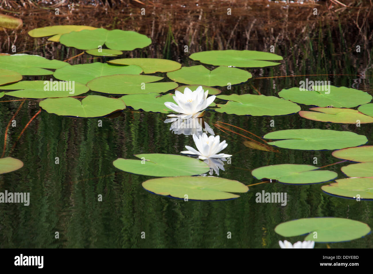 Irish lily hires stock photography and images Alamy