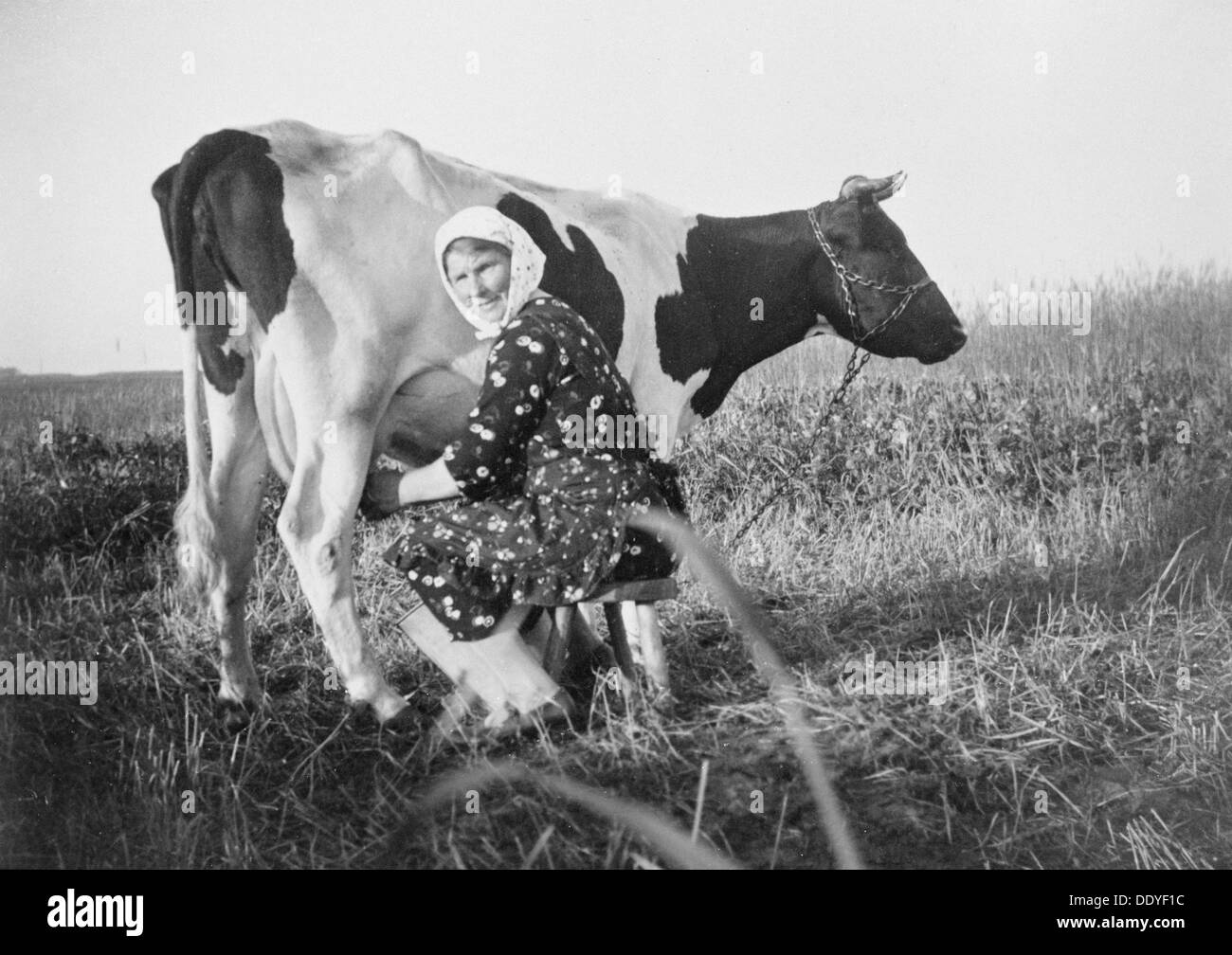 A woman milking a cow, near Landskrona, Sweden. Artist: Unknown Stock Photo