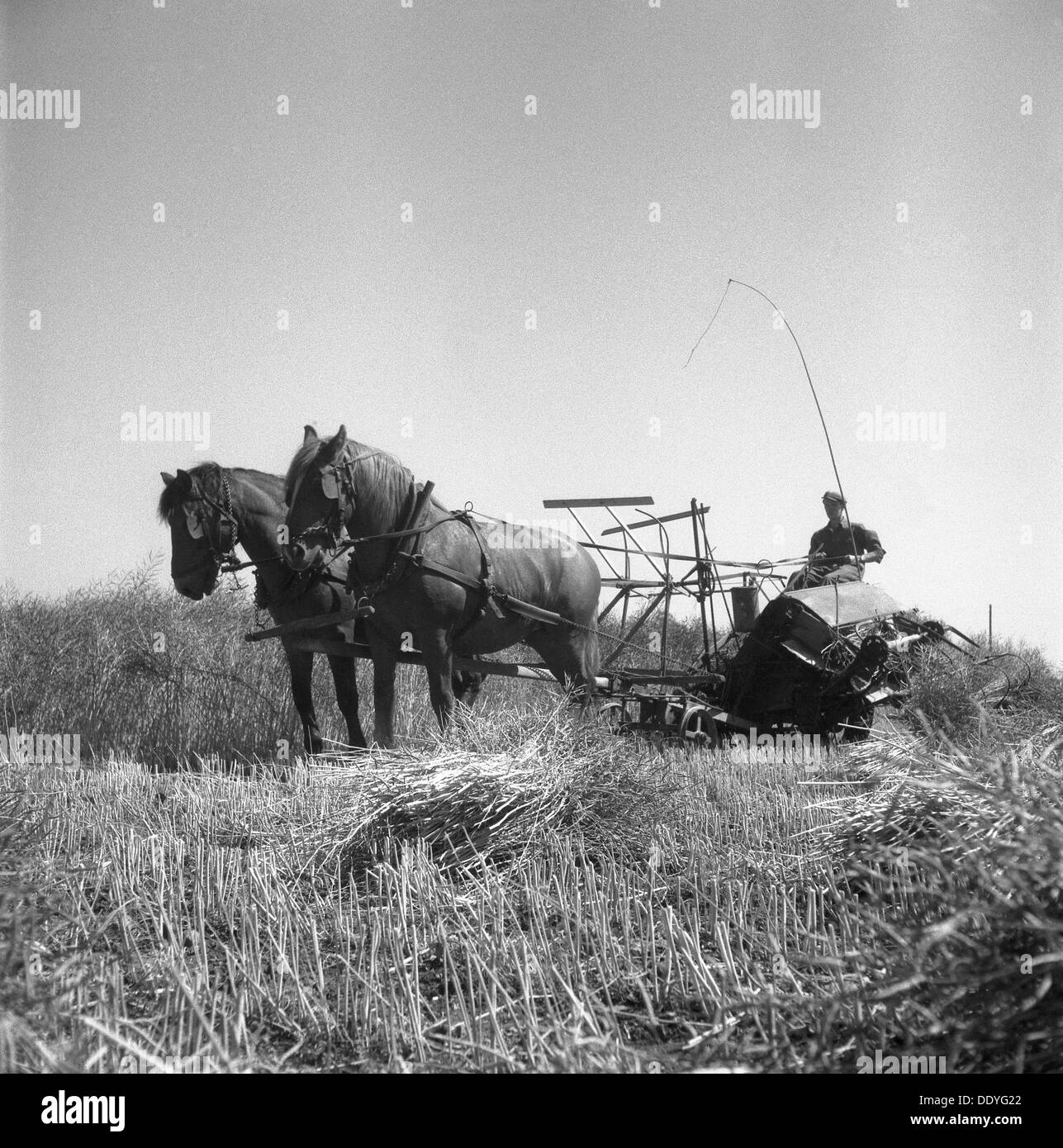 Harvesting oilseed rape, Sweden, 1945. Artist: Otto Ohm Stock Photo - Alamy