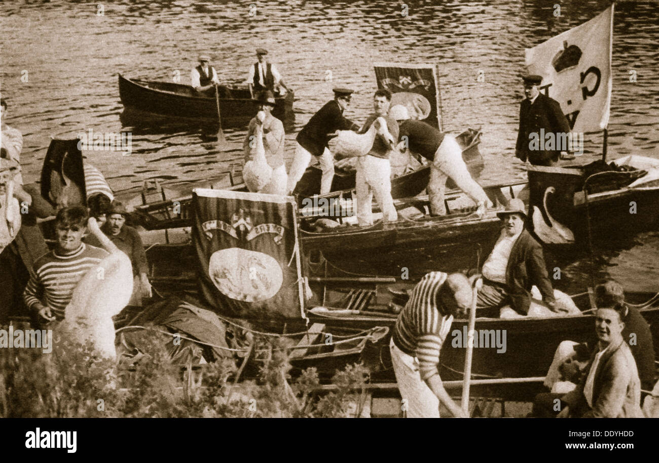 Swan upping on the Thames, 20th century. Artist: Unknown Stock Photo