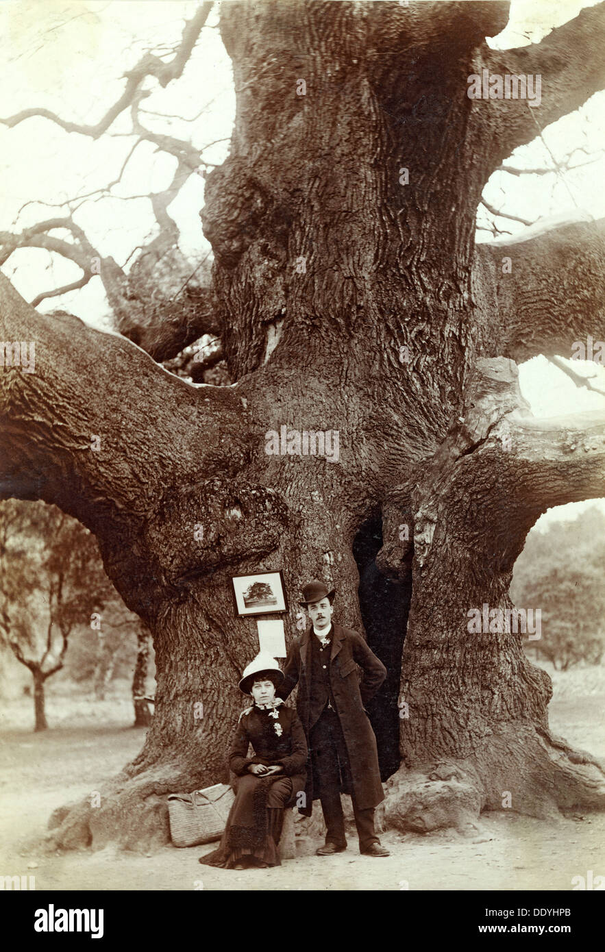 Major Oak, Edwinstowe, Sherwood Forest, Nottinghamshire, 1885. Artist: Unknown Stock Photo