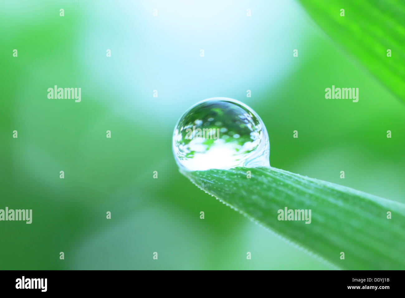droplet-on-green-leaf-hi-res-stock-photography-and-images-alamy