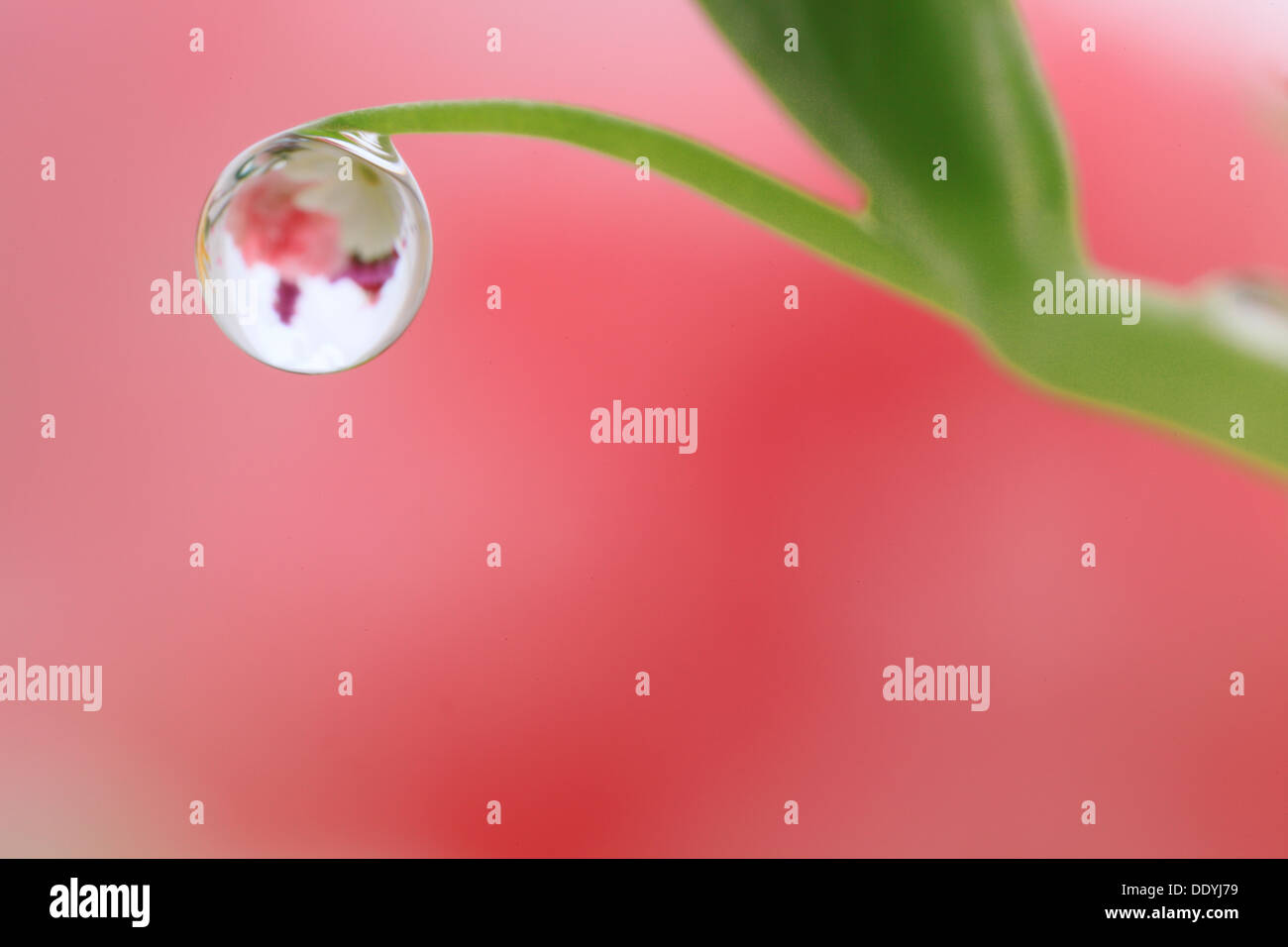 Water droplet on leaf Stock Photo - Alamy