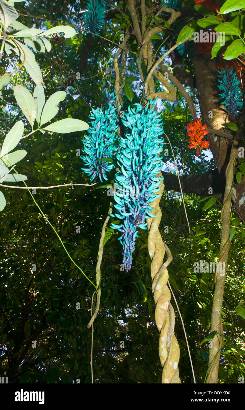 Jade Vine (Strongylodon macrobotrys) Origin The Philippines Stock Photo Alamy