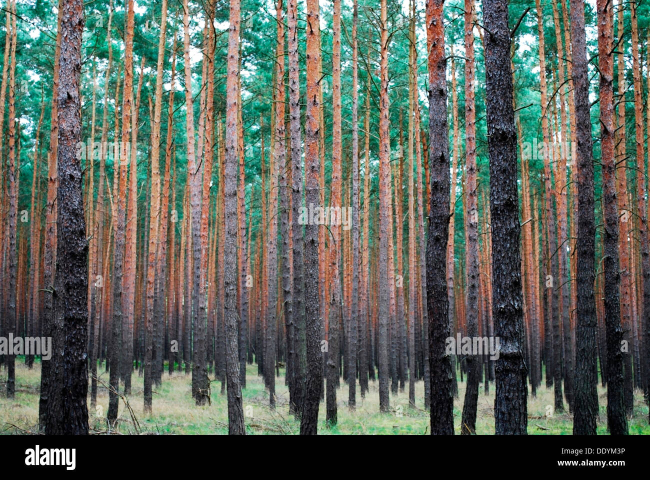 Pine forest, Brandenburg Stock Photo