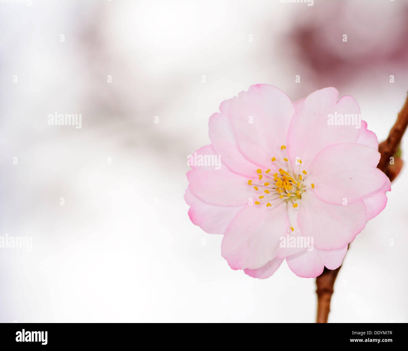 Macro of pink cherry blossoms Stock Photo - Alamy