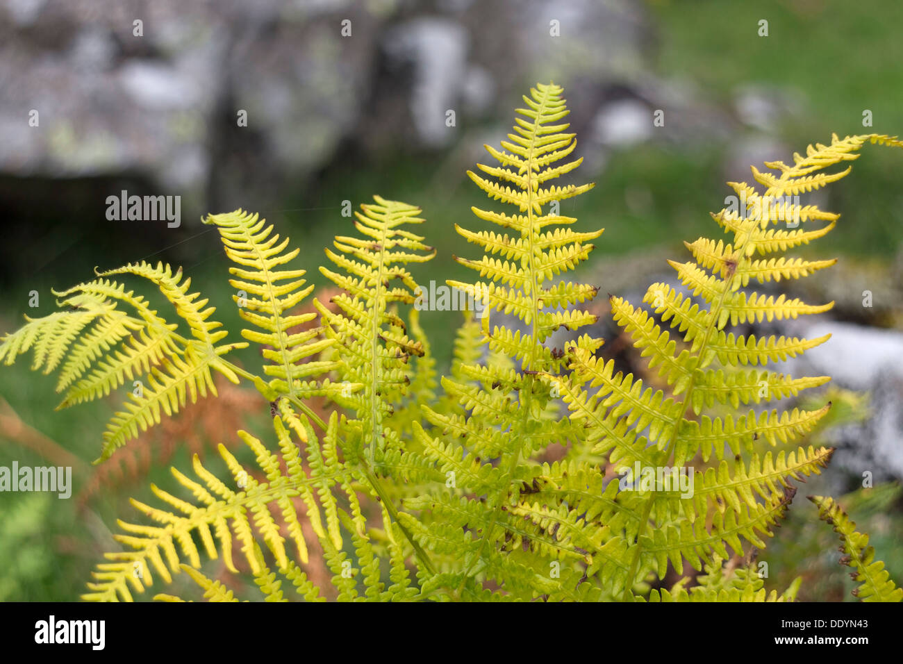 Bracken Pteridium aquilinum in Autumnal Colours Teesdale UK Stock Photo