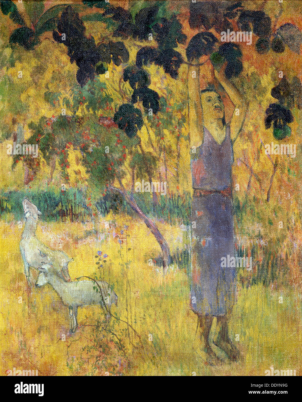 'Man Picking Fruit from a Tree', 1897.  Artist: Paul Gauguin Stock Photo