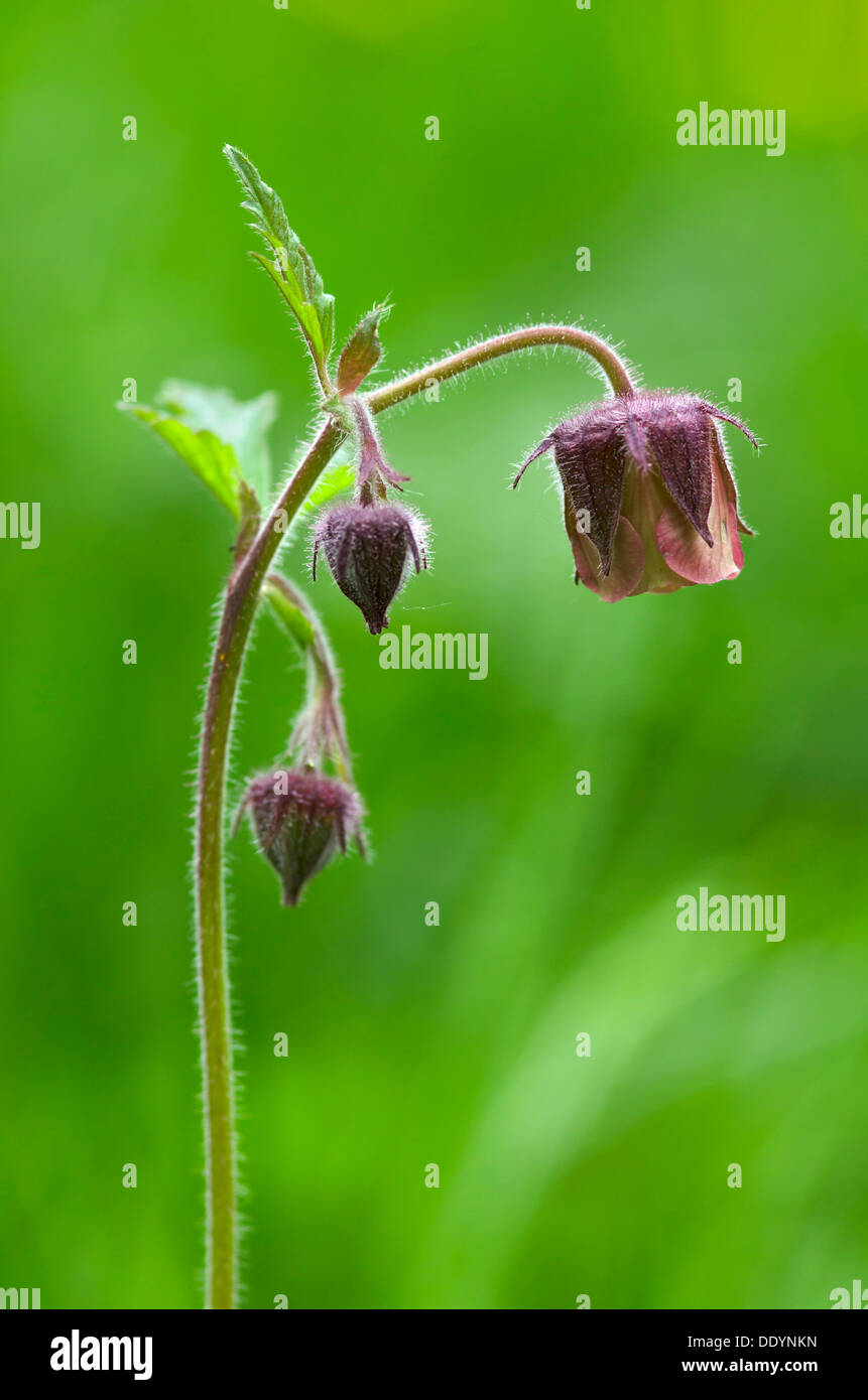 Water Avens (Geum rivale), Stans, Tyrol, Austria, Europe Stock Photo