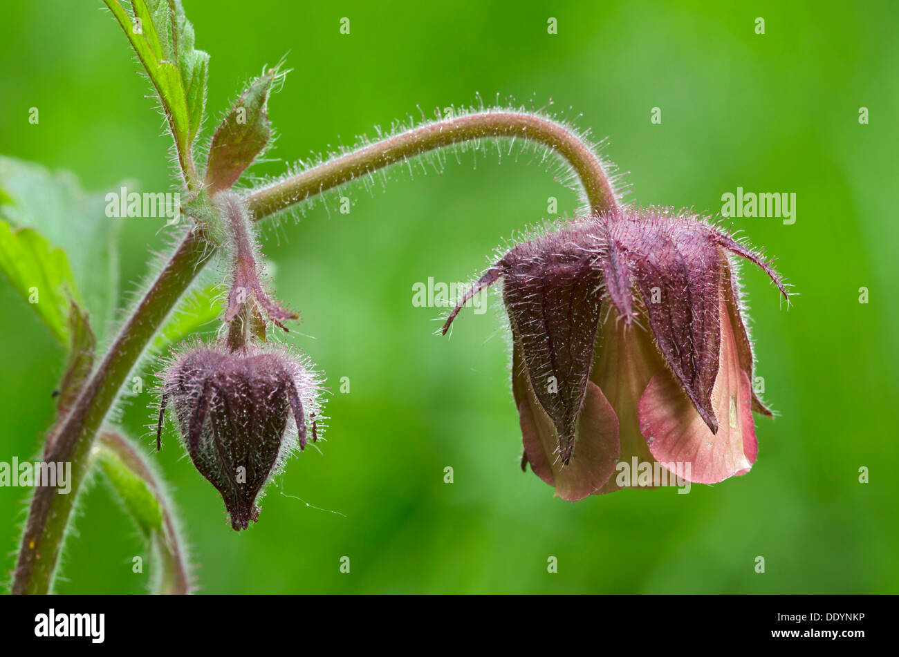 Water Avens (Geum rivale), Stans, Tyrol, Austria, Europe Stock Photo