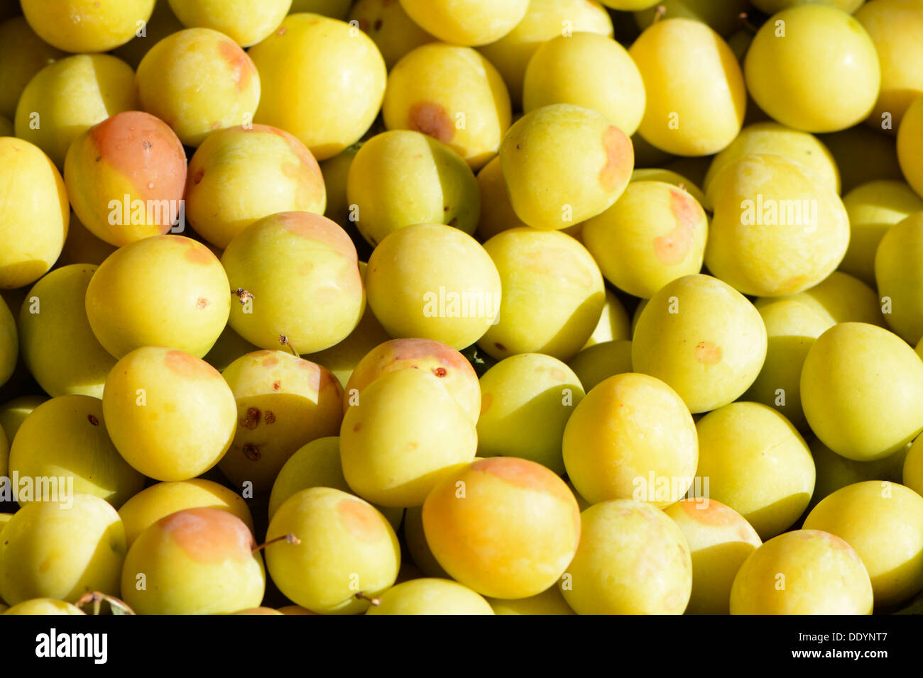 Ripe mirabelles from organic farming Stock Photo