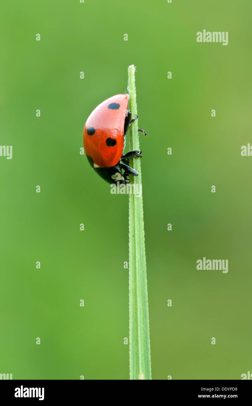 Seven-spot ladybird (Coccinella septempunctata), Filz, Woergl, Tyrol, Austria, Europe Stock Photo