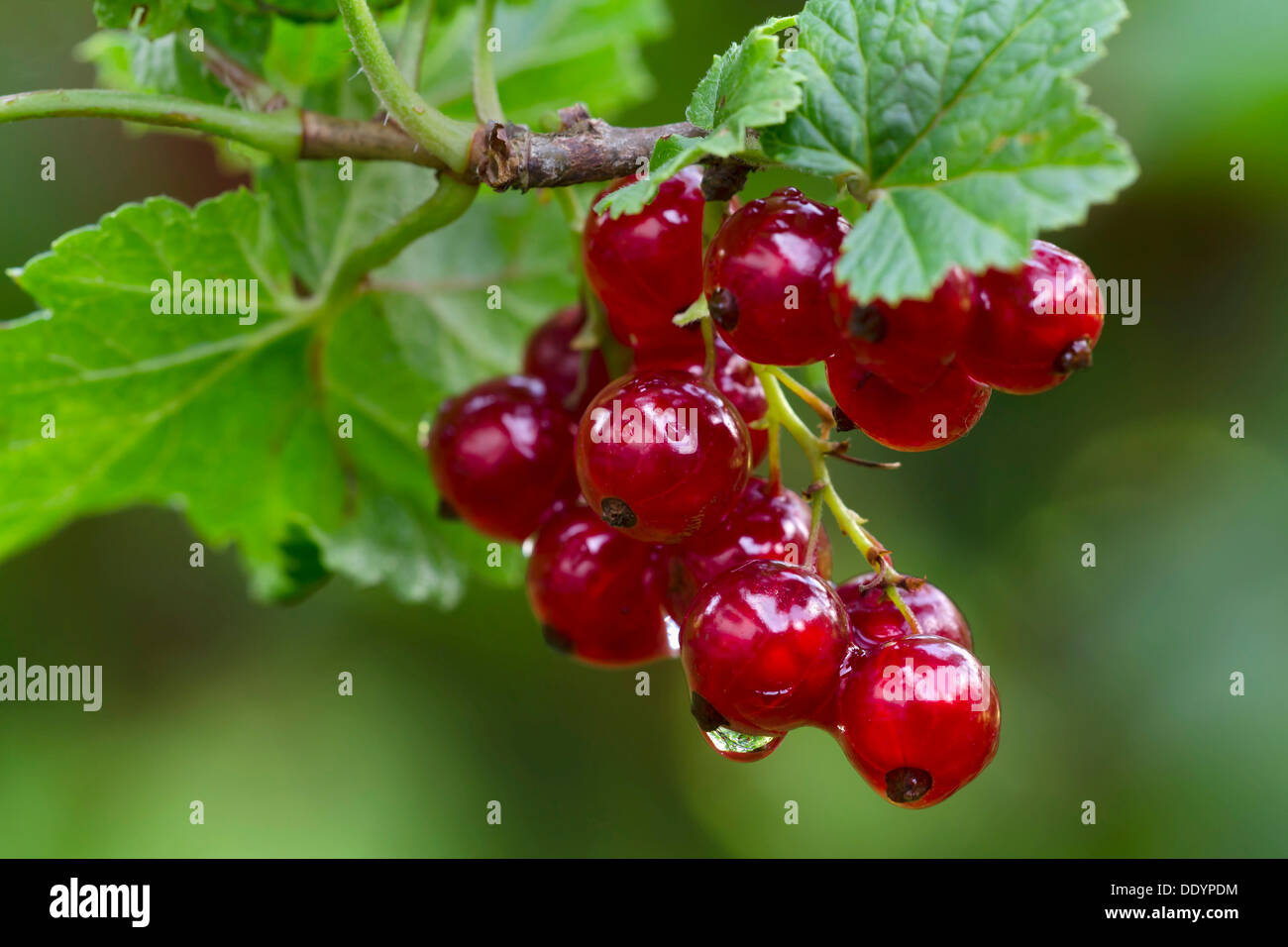 Ribes rubrum hi-res stock photography and images - Page 2 - Alamy