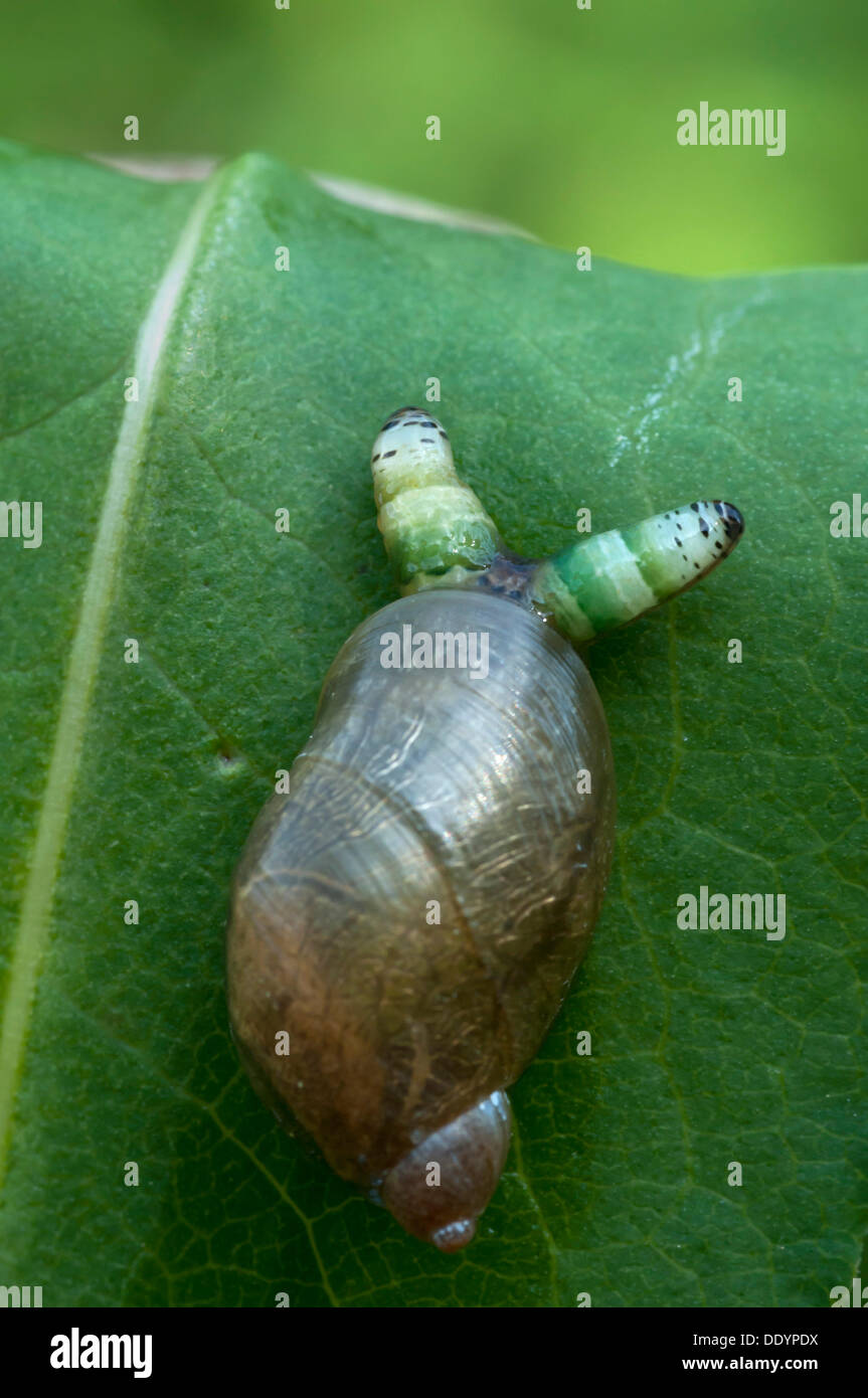 Green-banded broodsac (Leucochloridium paradoxum), a parasitic flatworm on an Amber snail (Succinea putris), Filz, Woergl, Tyrol Stock Photo
