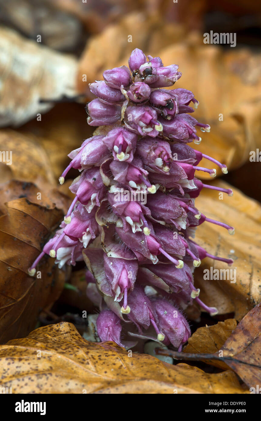 Common toothwort (Lathraea squamaria), Kramsach, Tyrol, Austria, Europe Stock Photo