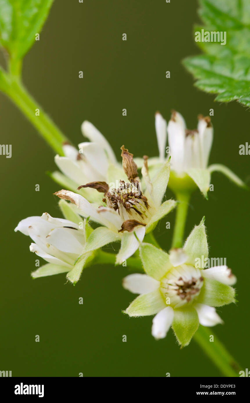 Stone Bramble (Rubus saxatilis), Kramsach, Tyrol, Austria, Europe Stock Photo