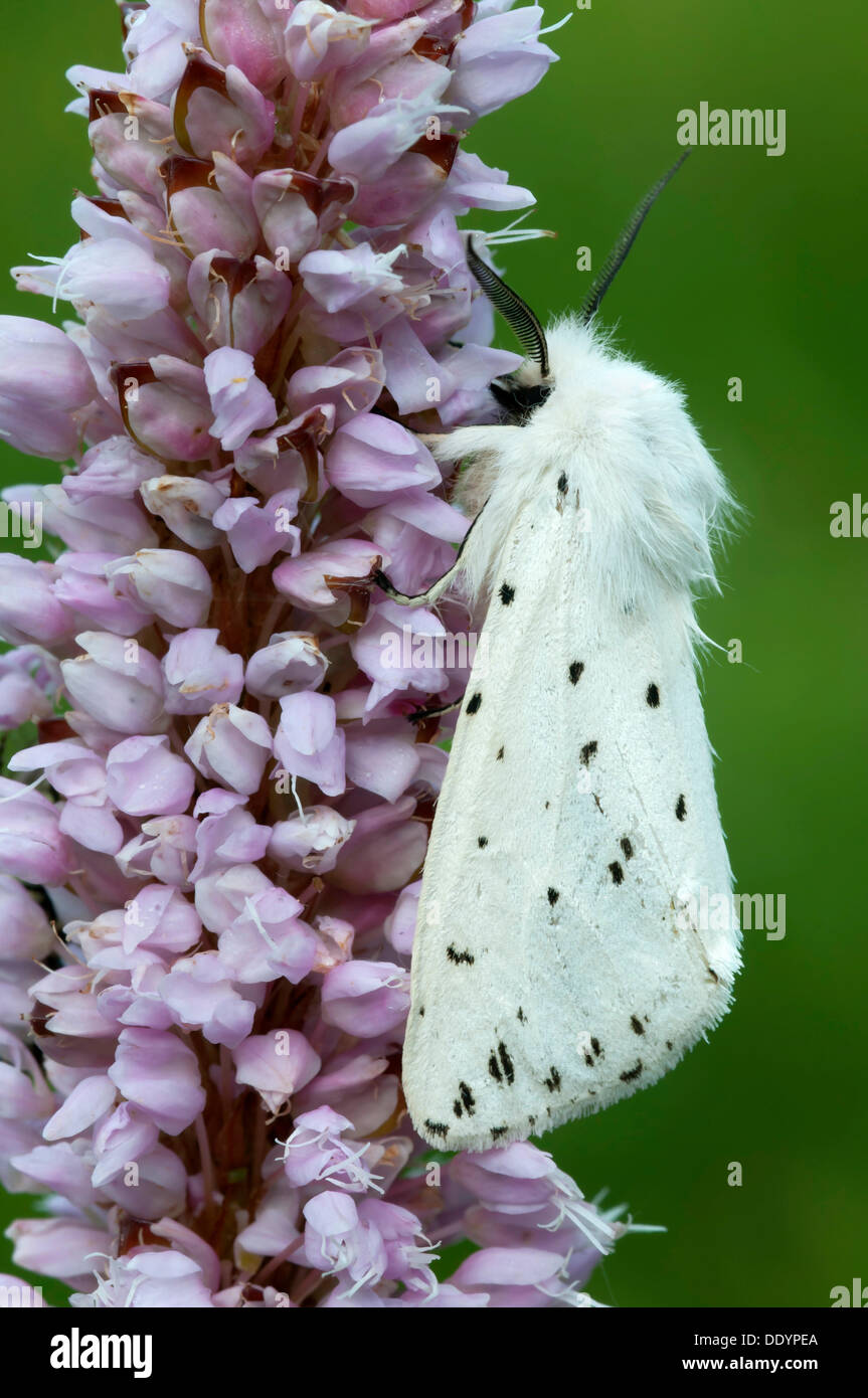 White Ermine (Spilosoma lubricipeda), Filz, Woergl, Tyrol, Austria, Europe Stock Photo