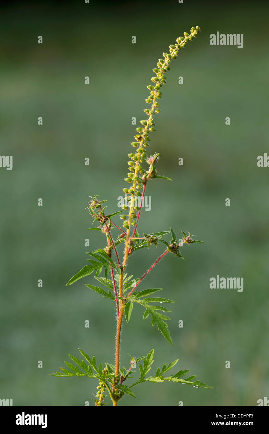 Common Ragweed (Ambrosia artemisiifolia) Stock Photo