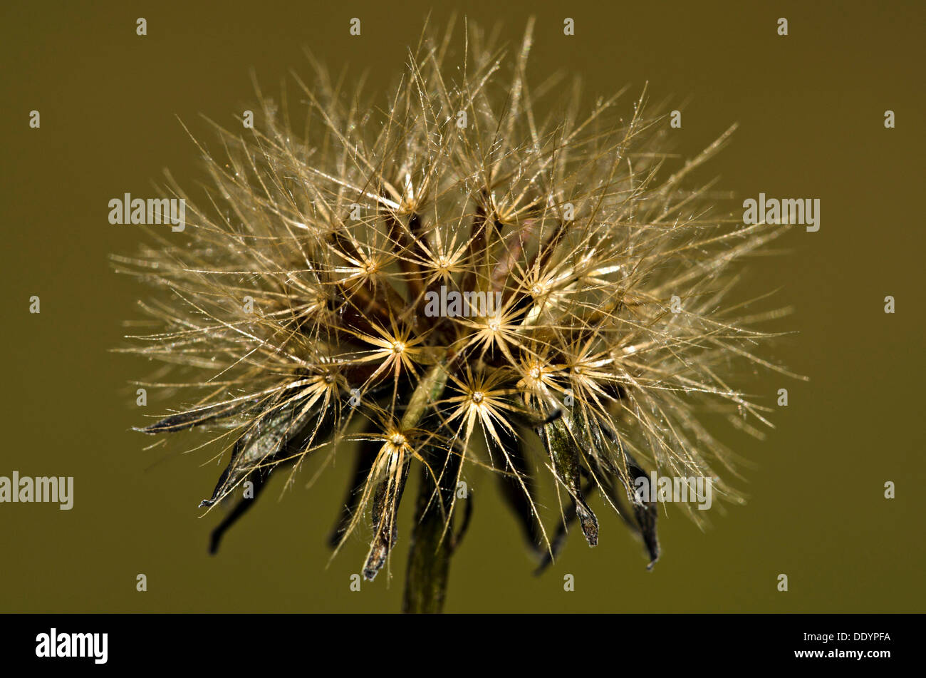 Infructescence of a Pippau (Crepis) Stock Photo