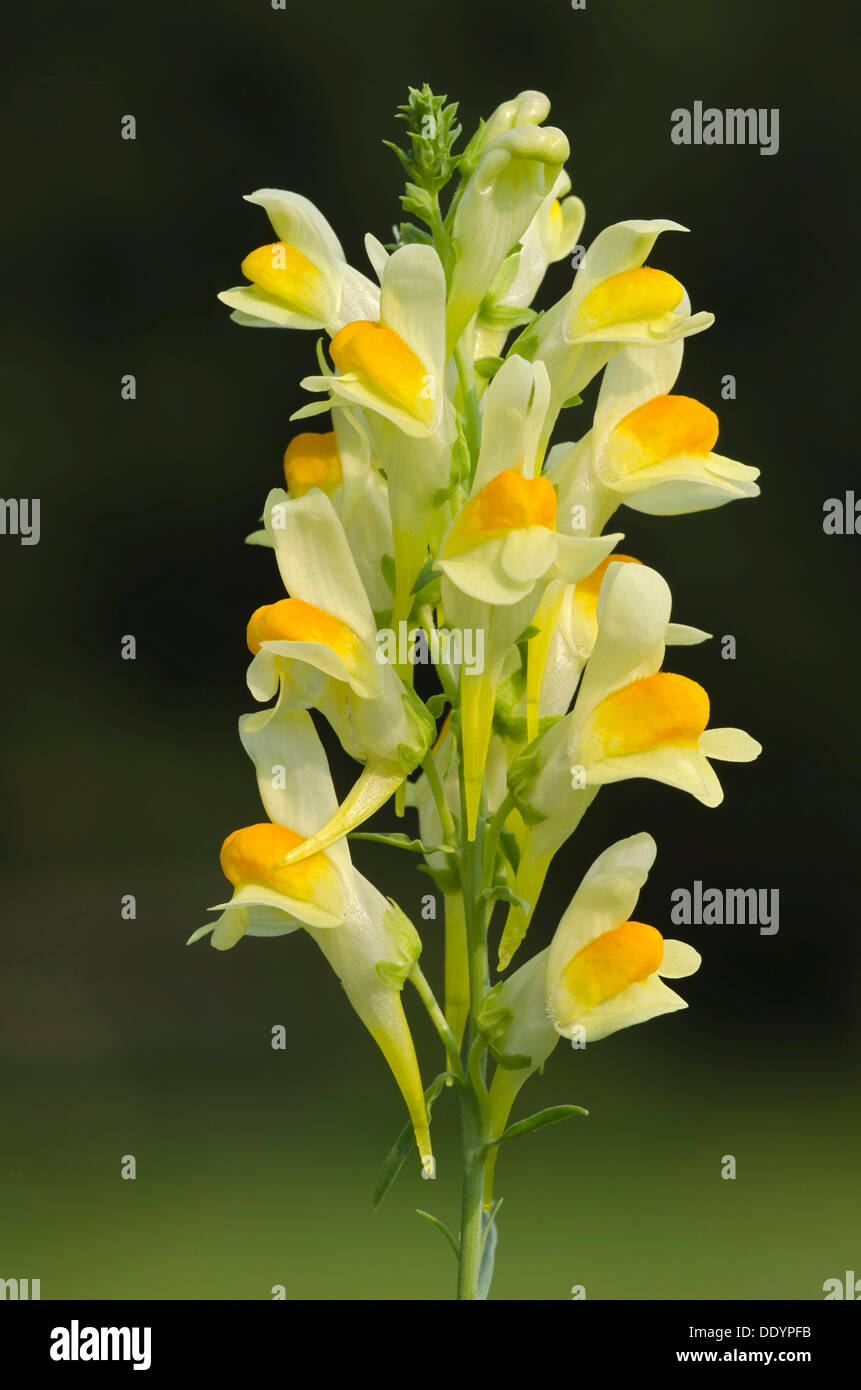 Common Toadflax, Yellow Toadflax or Butter-and-eggs (Linaria vulgaris) Stock Photo