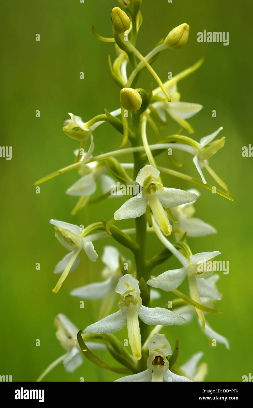 White Butterfly Orchid (Planta bifolia) Stock Photo
