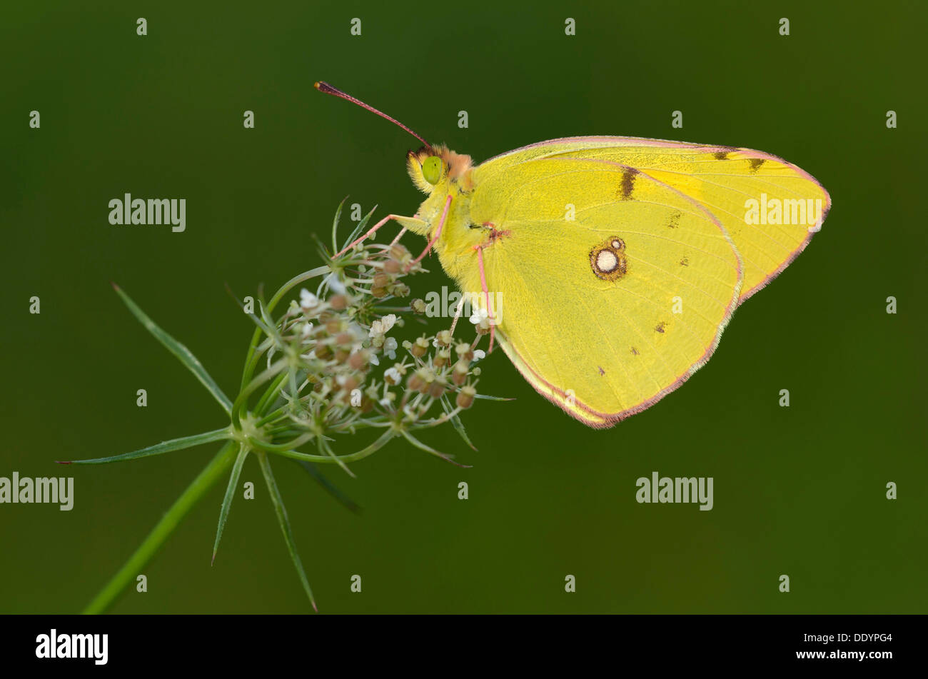 Pale Clouded Yellow (Colias hyale) Stock Photo
