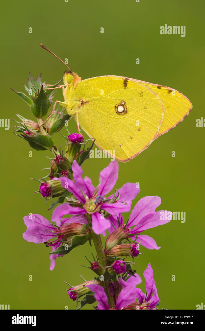 Pale Clouded Yellow (Colias hyale) on a purple loosestrife (Lythrum salicaria) Stock Photo