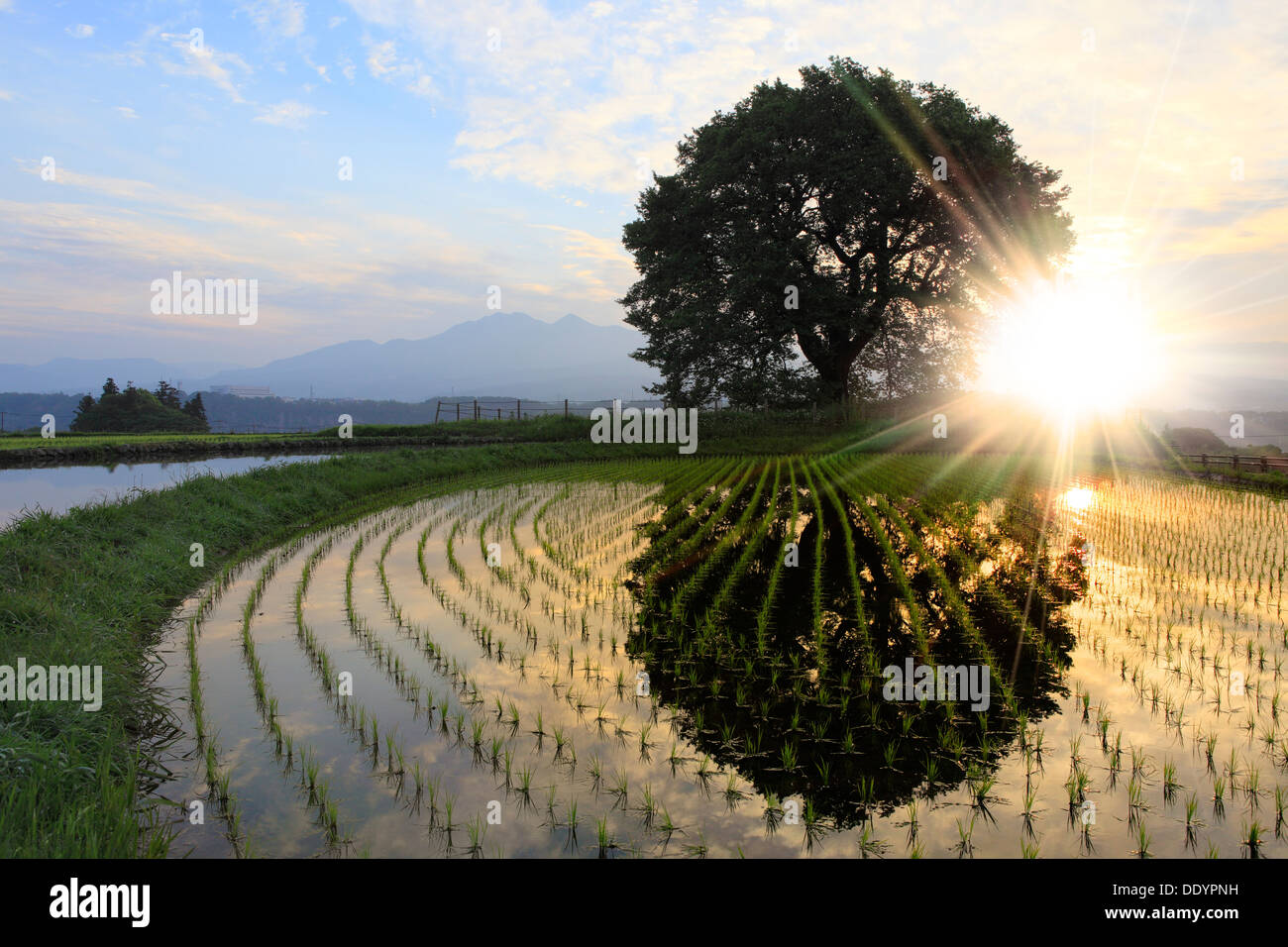 Tree reflected on rice paddy, Yamanashi Prefecture Stock Photo