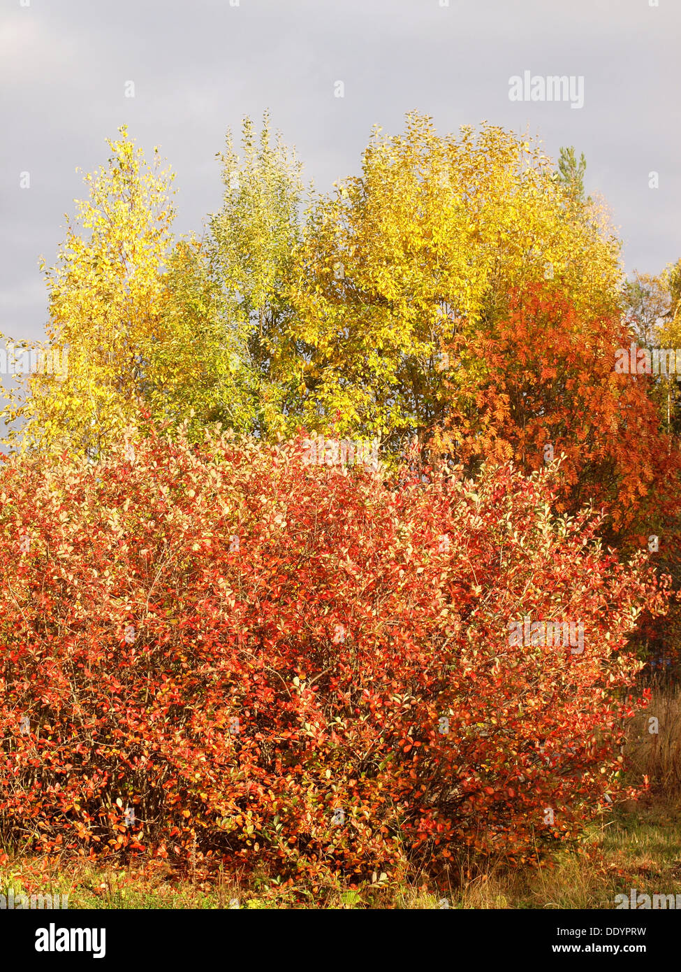 Park in the fall Stock Photo - Alamy